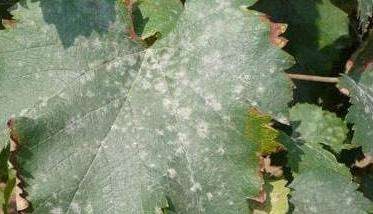 葡萄白腐病的防治方法 葡萄白腐病用什么药最好