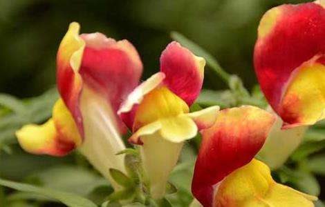 金鱼草养殖多久?