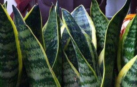 虎皮兰叶子发黄怎么办？