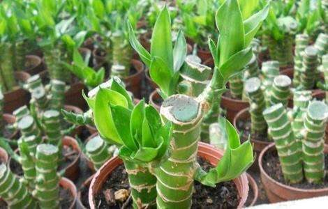 富贵竹养殖方法和注意事项