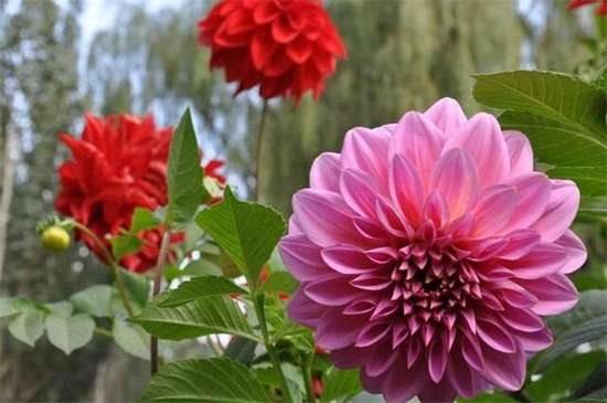 小丽花与大丽花的区别?