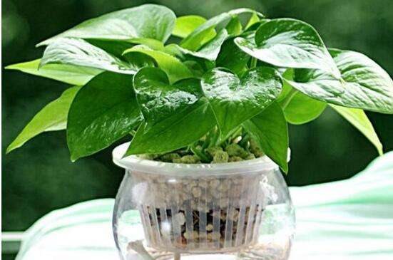 啤酒可以代替营养液吗 啤酒养花更简单