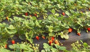 草莓种植技术要点与具体种植步骤