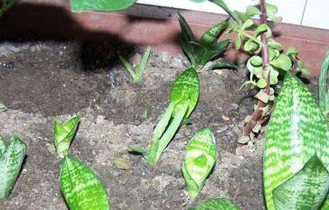 虎皮兰叶子变软怎么办？