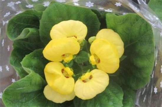 荷包花冬天养殖的禁忌 缺乏光照并大量浇水施肥