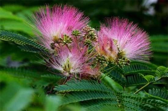 合欢花的整形修剪方法 4个步骤修剪茂盛合欢花