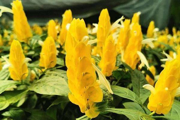 为什么金苞花光长叶不开花原因和处理多久？