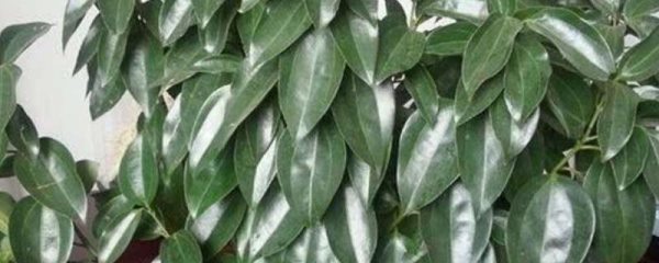 元宝树的叶子发黄干枯掉落什么原因？