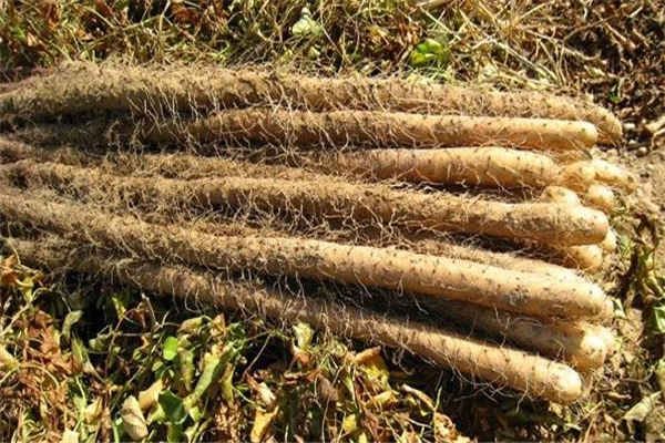 山药禁忌人群 什么人不适合吃