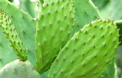仙人掌的作用有哪些？