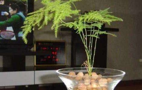 文竹可以水培吗？