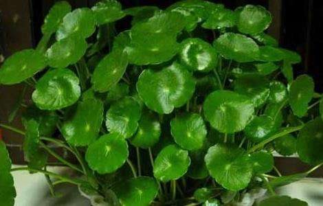 铜钱草放鱼缸里怎么养