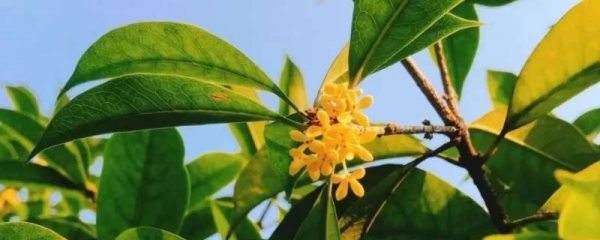 桂花品种有哪些？