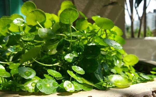 铜钱草土栽方法 铜钱草要怎么种