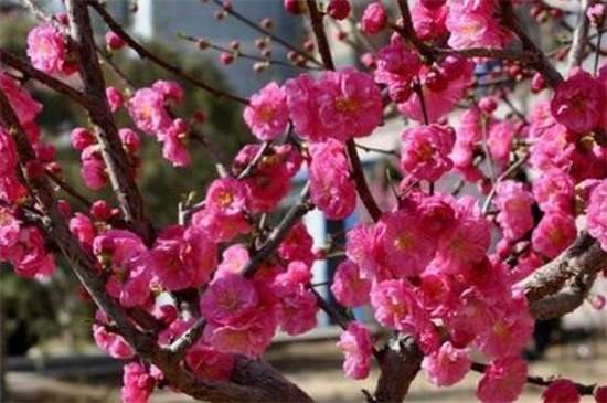 榆叶梅和美人梅的区别? 四种方法区分两者不同