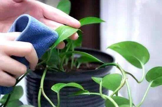 啤酒可以代替营养液吗 啤酒养花更简单