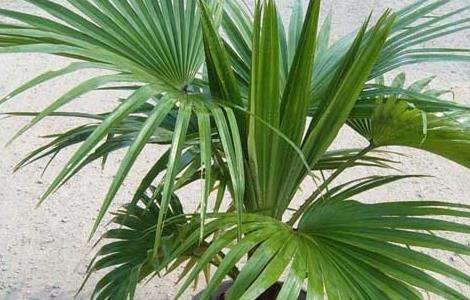 蒲葵的养殖多久？