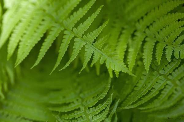 生活中常见的蕨类植物有哪些？