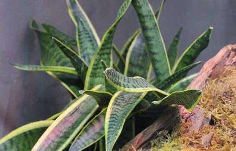 虎皮兰叶子变软怎么办？