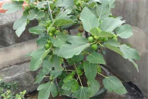 无花果的功效与作用 5种人不能吃无花果