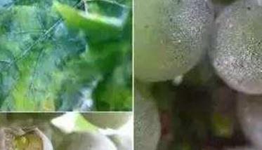 葡萄白腐病的防治方法 葡萄白腐病用什么药最好