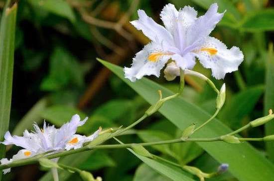鸢尾花是马莲花吗？