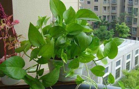 水培绿萝的养殖方法和注意事项