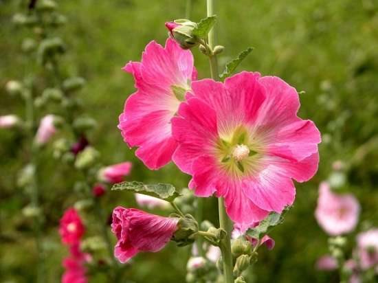 蜀葵什么时候开花:花色有紫、粉、红、白等 花期6月至8月。
