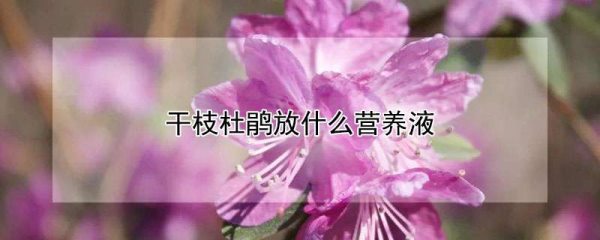 干枝杜鹃放什么营养液