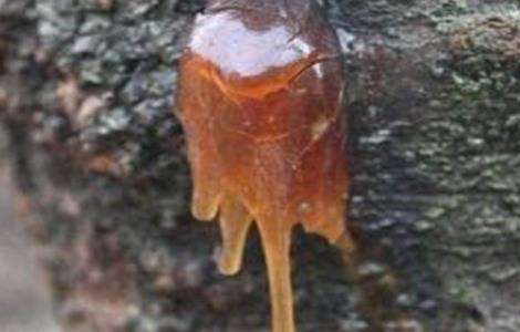 芒果常见病虫害的防治多久？