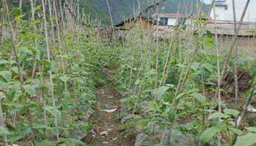 豆角种植密度与间隔如何掌握?豆角的管理要点