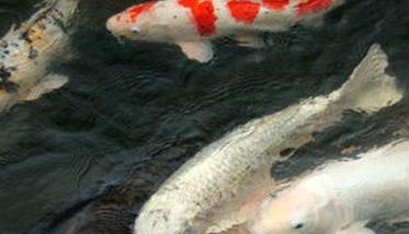 鲤鱼是什么鱼 鲤鱼是淡水鱼还是海水鱼？