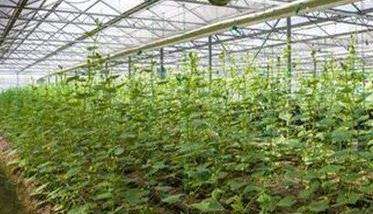 苦瓜高效栽培技术 大棚苦瓜的技术管理要点
