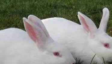 不同时期肉兔的饲养管理