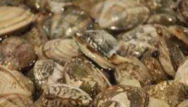 怎样养殖花蛤 花蛤的养殖技术要点