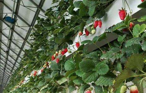 草莓的无土栽培技术