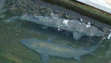 鲟鱼鱼种怎么培育 鲟鱼(匙吻鲟)鱼种培育多久？