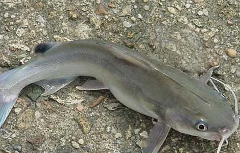 神仙鱼和什么鱼混养？