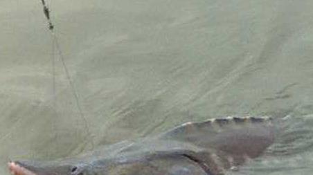 钓鲟鱼怎么钓上鱼快