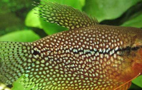 神仙鱼和什么鱼混养？