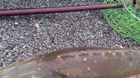 钓鲟鱼怎么钓上鱼快