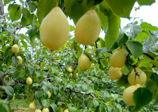 冬季梨树如何刮皮 注意事项有哪些？