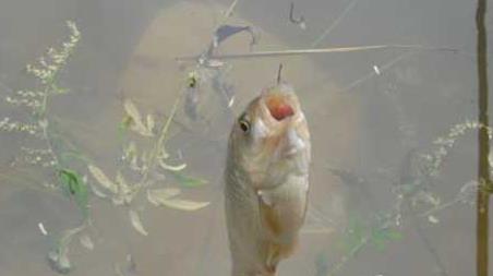 秋冬野钓技巧及注意事项