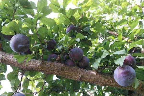 黑布林是李子吗？其种植技术是什么？