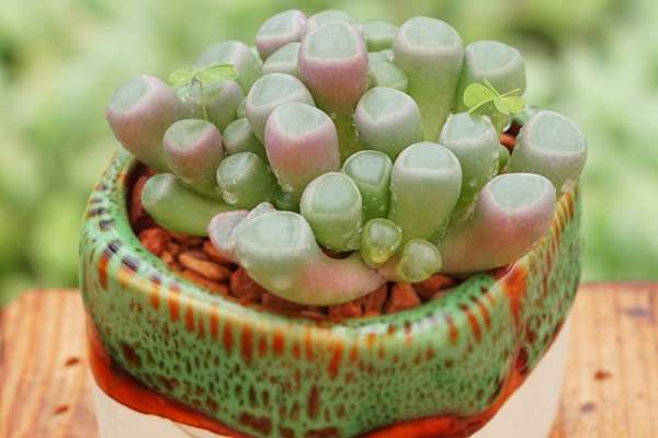 五十铃玉裂开怎么处理 是什么原因导致的