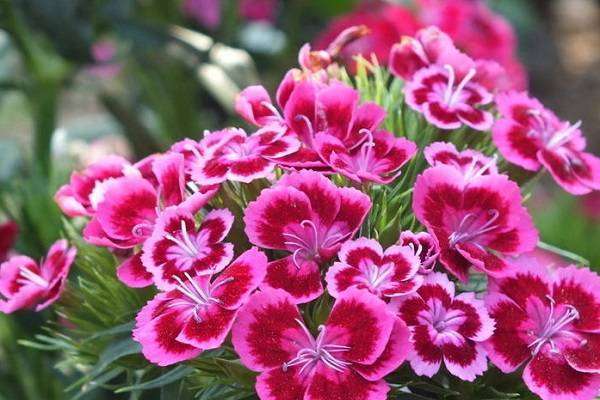 石竹有多少个品种 不同品种石竹图片大全