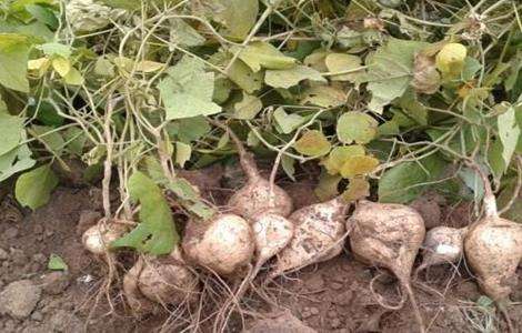 凉薯种植注意事项