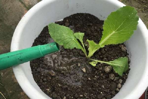 刚移栽的植物定根水怎么浇 需要浇透吗?