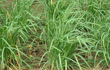 韭菜的种植技术