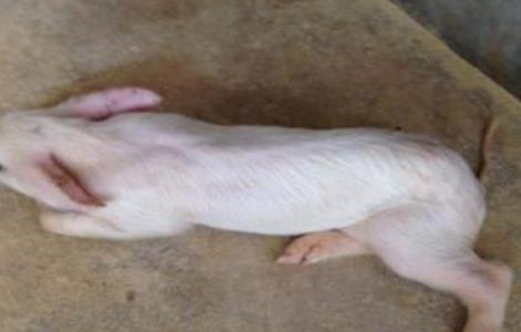 猪不吃东西的原因及防治